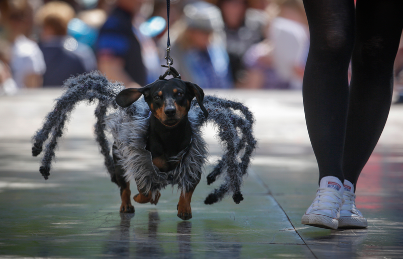 Illustration for article titled And Now, A Pair Of Dachshunds Dressed As Astro-Dogs